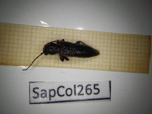  ( - SapCol265)  @11 [ ] CreativeCommons Attribution (2025) Dept Invertebrate Zoology and Hydrobiology, University of Lodz University of Lodz
