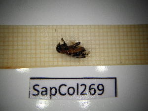 ( - SapCol269)  @11 [ ] CreativeCommons Attribution (2025) Dept Invertebrate Zoology and Hydrobiology, University of Lodz University of Lodz