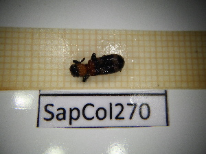  ( - SapCol270)  @11 [ ] CreativeCommons Attribution (2025) Dept Invertebrate Zoology and Hydrobiology, University of Lodz University of Lodz
