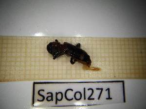  ( - SapCol271)  @11 [ ] CreativeCommons Attribution (2025) Dept Invertebrate Zoology and Hydrobiology, University of Lodz University of Lodz