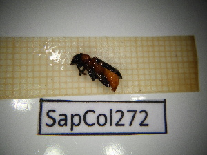  ( - SapCol272)  @11 [ ] CreativeCommons Attribution (2025) Dept Invertebrate Zoology and Hydrobiology, University of Lodz University of Lodz