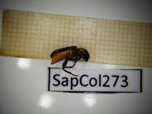  ( - SapCol273)  @11 [ ] CreativeCommons Attribution (2025) Dept Invertebrate Zoology and Hydrobiology, University of Lodz University of Lodz