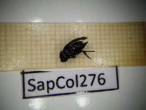  ( - SapCol276)  @11 [ ] CreativeCommons Attribution (2025) Dept Invertebrate Zoology and Hydrobiology, University of Lodz University of Lodz