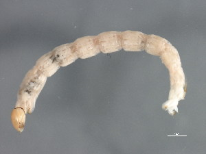  ( - 10PROBE-20342)  @12 [ ] CreativeCommons - Attribution (2010) CBG Photography Group Centre for Biodiversity Genomics