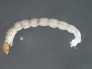  ( - 10PROBE-20440)  @12 [ ] CreativeCommons - Attribution (2010) CBG Photography Group Centre for Biodiversity Genomics