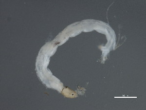  ( - 10PROBE-20485)  @12 [ ] CreativeCommons - Attribution (2010) CBG Photography Group Centre for Biodiversity Genomics