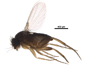  ( - LACM_BOLD_091)  @11 [ ] CreativeCommons - Attribution (2017) CBG Photography Group Centre for Biodiversity Genomics