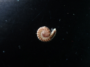  (Anamastigona radmani - BGE_00520_D10)  @11 [ ] Copyright (c) (2024) Unspecified Croatian Biospeleological Society