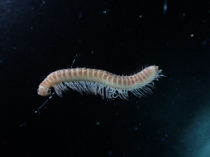  ( - BGE_00520_D11)  @11 [ ] Copyright (c) (2024) Unspecified Croatian Biospeleological Society