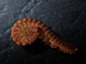  (Attemsia - BGE_00520_F11)  @11 [ ] Copyright (c) (2024) Unspecified Croatian Biospeleological Society