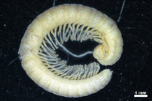  (Macrochaetosomatinae - BGE_00514_A01)  @11 [ ] Copyright (c) (2025) Unspecified University of Belgrade - Faculty of Biology