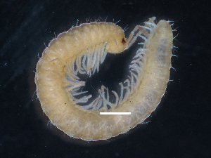  (Dyocerasoma drimicum - BGE_00514_A11)  @11 [ ] Copyright (c) (2025) Unspecified University of Belgrade - Faculty of Biology