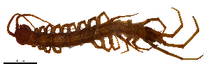  (Eupolybothrus wardaranus - BGE_00514_B07)  @11 [ ] Copyright (c) (2025) Unspecified University of Belgrade - Faculty of Biology