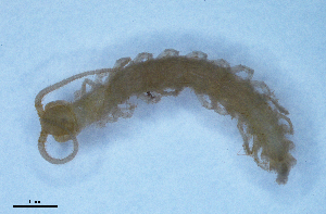  (Litobius sp. 1 - BGE_00514_D01)  @11 [ ] Copyright (c) (2025) Unspecified University of Belgrade - Faculty of Biology