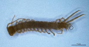  (Litobius sp. 2 - BGE_00514_D02)  @11 [ ] Copyright (c) (2025) Unspecified University of Belgrade - Faculty of Biology