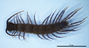  (Pleurolithobius - BGE_00514_D03)  @11 [ ] Copyright (c) (2025) Unspecified University of Belgrade - Faculty of Biology