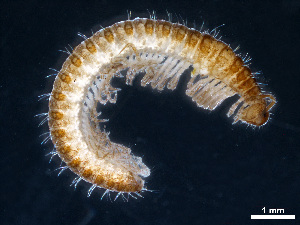  (Haasea hungarica hungarica - BGE_00515_B05)  @11 [ ] Copyright (c) (2025) Unspecified University of Belgrade - Faculty of Biology