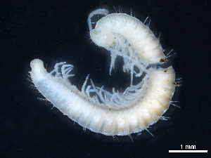  (Schizmohetera curcici - BGE_00515_B06)  @11 [ ] Copyright (c) (2025) Unspecified University of Belgrade - Faculty of Biology
