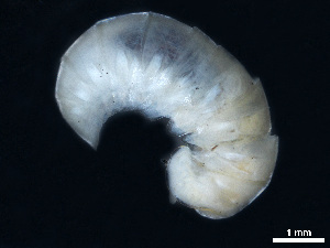  (Typhloglomeris - BGE_00515_C04)  @11 [ ] Copyright (c) (2025) Unspecified University of Belgrade - Faculty of Biology