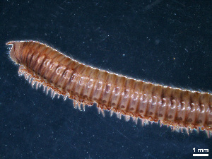  (Typhloiulus - BGE_00515_C09)  @11 [ ] Copyright (c) (2025) Unspecified University of Belgrade - Faculty of Biology