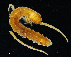  (Eupolybothrus herzegowinensis - BGE_00515_C11)  @11 [ ] Copyright (c) (2025) Unspecified University of Belgrade - Faculty of Biology