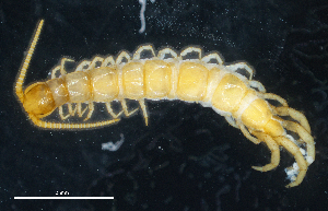  (Lithobius micropodus - BGE_00515_D04)  @11 [ ] Copyright (c) (2025) Unspecified University of Belgrade - Faculty of Biology