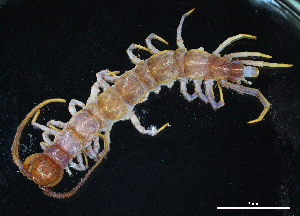  (Lithobius peregrinus - BGE_00515_D07)  @11 [ ] Copyright (c) (2025) Unspecified University of Belgrade - Faculty of Biology