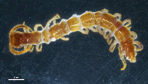  (Lithobius trebinjanus - BGE_00515_E01)  @11 [ ] Copyright (c) (2025) Unspecified University of Belgrade - Faculty of Biology