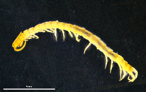  (Cryptops rucneri - BGE_00515_E05)  @11 [ ] Copyright (c) (2025) Unspecified University of Belgrade - Faculty of Biology