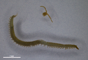  (Schendyla negreai - BGE_00515_G08)  @11 [ ] Copyright (c) (2025) Unspecified University of Belgrade - Faculty of Biology