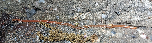  (Himantarium - BGE_00515_H09)  @11 [ ] Copyright (c) (2025) Unspecified University of Belgrade - Faculty of Biology
