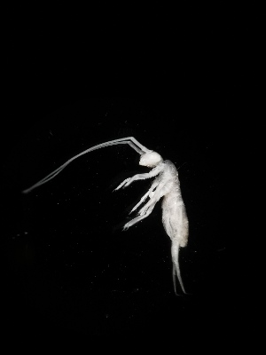  (Tritomurus sp. Kri - BGE_00518_A07)  @11 [ ] Attribution Non-Commercial Share-Alike (by-nc-sa) (2013) Marko Lukic Croatian Biospeleological Society, Zagreb