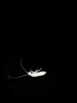  (Tritomurus sp. Crn - BGE_00518_B01)  @11 [ ] Attribution Non-Commercial Share-Alike (by-nc-sa) (2013) Marko Lukic Croatian Biospeleological Society, Zagreb