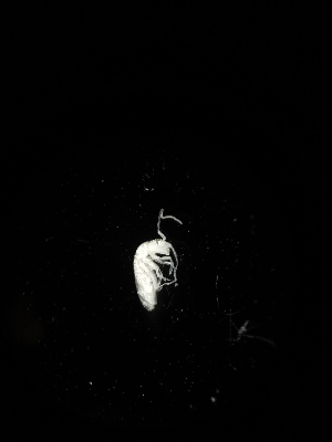  ( - BGE_00518_B05)  @11 [ ] Attribution Non-Commercial Share-Alike (by-nc-sa) (2013) Marko Lukic Croatian Biospeleological Society, Zagreb