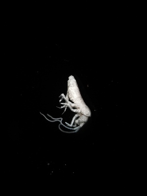  (Tritomurus sp. Star - BGE_00518_B09)  @11 [ ] Attribution Non-Commercial Share-Alike (by-nc-sa) (2013) Marko Lukic Croatian Biospeleological Society, Zagreb