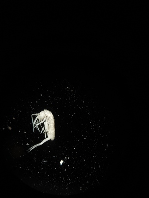  ( - BGE_00518_C04)  @11 [ ] Attribution Non-Commercial Share-Alike (by-nc-sa) (2013) Marko Lukic Croatian Biospeleological Society, Zagreb