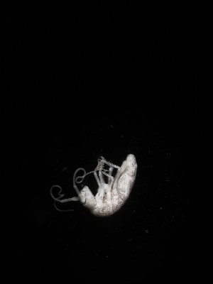  (Tritomurus sp. Buk - BGE_00518_C10)  @11 [ ] Attribution Non-Commercial Share-Alike (by-nc-sa) (2013) Marko Lukic Croatian Biospeleological Society, Zagreb