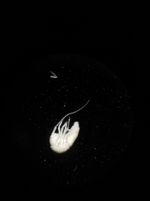  ( - BGE_00518_C12)  @11 [ ] Attribution Non-Commercial Share-Alike (by-nc-sa) (2013) Marko Lukic Croatian Biospeleological Society, Zagreb
