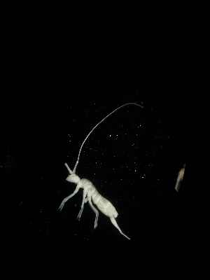  (Tritomurus sp. Man - BGE_00518_D05)  @11 [ ] Attribution Non-Commercial Share-Alike (by-nc-sa) (2013) Marko Lukic Croatian Biospeleological Society, Zagreb