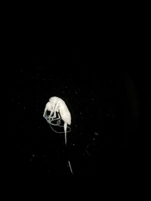  ( - BGE_00518_D06)  @11 [ ] Attribution Non-Commercial Share-Alike (by-nc-sa) (2013) Marko Lukic Croatian Biospeleological Society, Zagreb