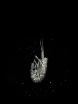 ( - BGE_00518_E03)  @11 [ ] Attribution Non-Commercial Share-Alike (by-nc-sa) (2013) Marko Lukic Croatian Biospeleological Society, Zagreb