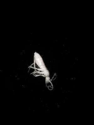  ( - BGE_00518_E06)  @11 [ ] Attribution Non-Commercial Share-Alike (by-nc-sa) (2013) Marko Lukic Croatian Biospeleological Society, Zagreb