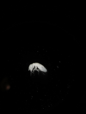  ( - BGE_00518_F02)  @11 [ ] Attribution Non-Commercial Share-Alike (by-nc-sa) (2013) Marko Lukic Croatian Biospeleological Society, Zagreb