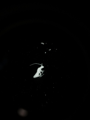 ( - BGE_00518_H01)  @11 [ ] Attribution Non-Commercial Share-Alike (by-nc-sa) (2013) Marko Lukic Croatian Biospeleological Society, Zagreb