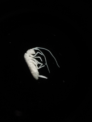  ( - BGE_00518_H09)  @11 [ ] Attribution Non-Commercial Share-Alike (by-nc-sa) (2013) Marko Lukic Croatian Biospeleological Society, Zagreb