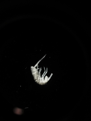  (Tritomurus sp. Vrl - BGE_00518_H10)  @11 [ ] Attribution Non-Commercial Share-Alike (by-nc-sa) (2013) Marko Lukic Croatian Biospeleological Society, Zagreb
