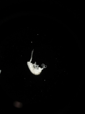  ( - BGE_00518_H11)  @11 [ ] Attribution Non-Commercial Share-Alike (by-nc-sa) (2013) Marko Lukic Croatian Biospeleological Society, Zagreb