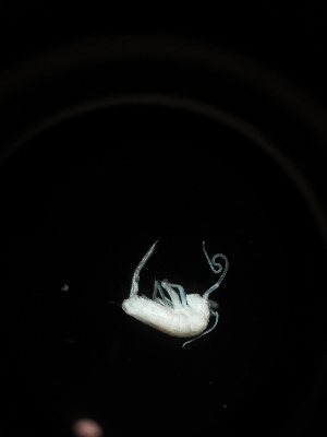 (Tritomurus sp. Ral - BGE_00519_A08)  @11 [ ] Attribution Non-Commercial Share-Alike (by-nc-sa) (2013) Marko Lukic Croatian Biospeleological Society, Zagreb