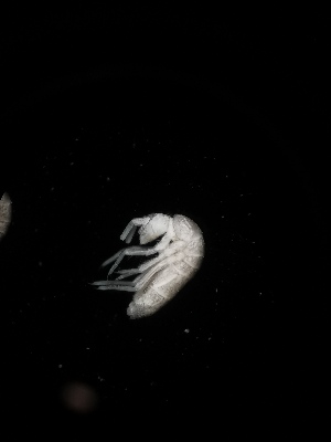  ( - BGE_00519_A10)  @11 [ ] Attribution Non-Commercial Share-Alike (by-nc-sa) (2013) Marko Lukic Croatian Biospeleological Society, Zagreb