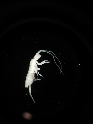  (Tritomurus sp. Pot - BGE_00519_C04)  @11 [ ] Attribution Non-Commercial Share-Alike (by-nc-sa) (2013) Marko Lukic Croatian Biospeleological Society, Zagreb